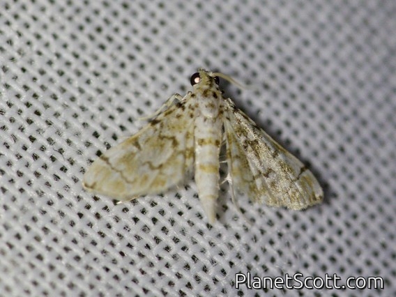 Pearl Moth (Metoeca sp)