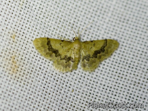 Wave Moth (Sterrhinae sp)