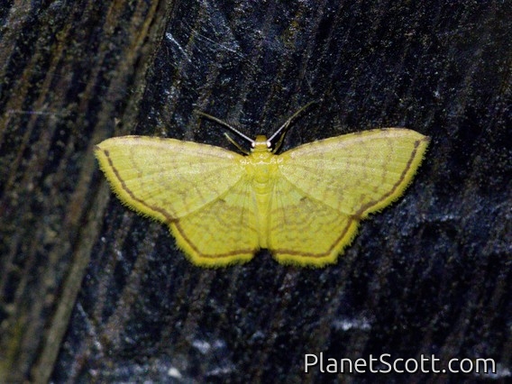 Wave Moth (Tricentra sp)