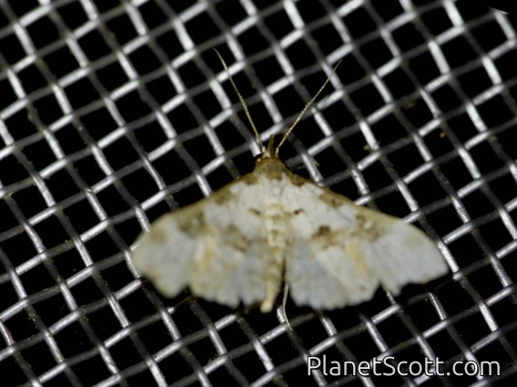 Geometer Moth (Geometridae sp)