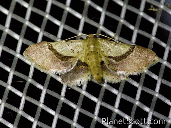Wave Moth (Sterrhinae sp)