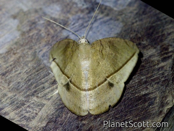 Geometer Moth (Geometridae sp)
