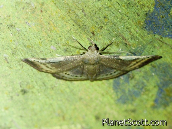 Geometer Moth (Aplogompha sp)