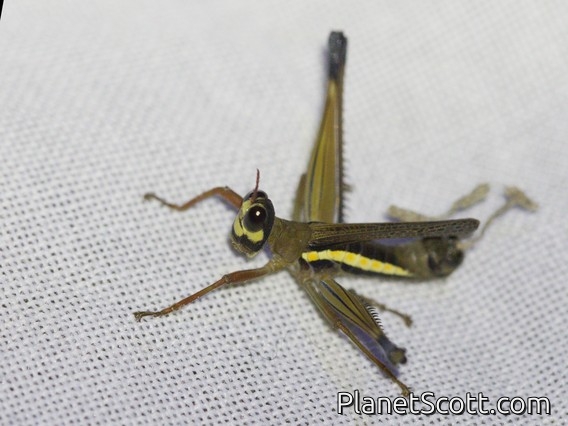 Monkey Grasshopper (Pseudomastax sp)