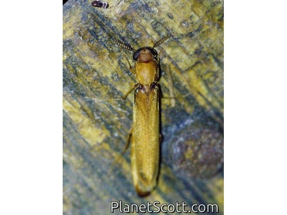 Ship-timber Beetle (Melittommatinae sp)