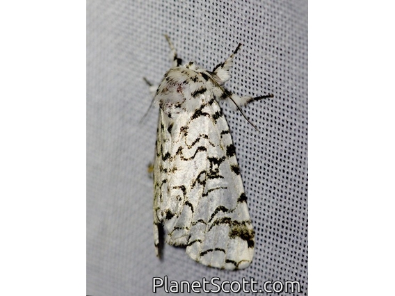 Prominent Moth (Millerocampa gonema)