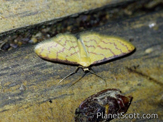 Wave Moth (Tricentra sp)