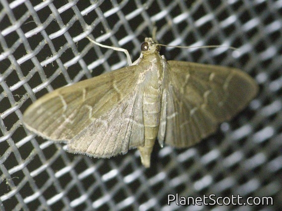 Pearl Moth (Pilocrocis sp)