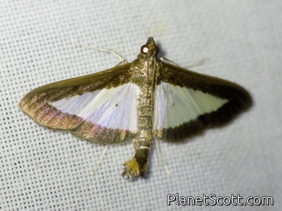 Pearl Moth (Diaphania sp)