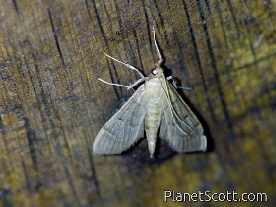 Crambid Snout Moth (Crambidae sp)