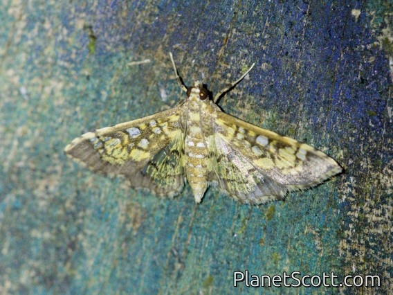 Pearl Moth (Samea sp)