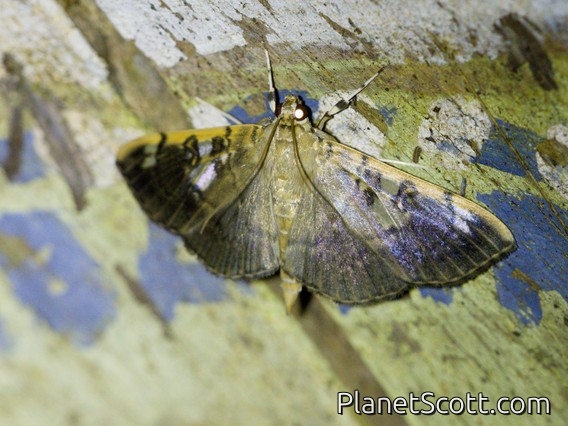 Pearl Moth (Spilomelinae sp)
