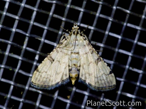 Crambid Snout Moth (Spilomelinae sp)