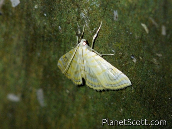 Crambid Snout Moth (Neurophyseta sp)