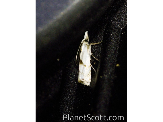 Grass-veneer Moth (Argyria sp)
