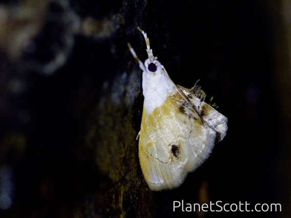 Crambid Snout Moth (Crambidae sp)