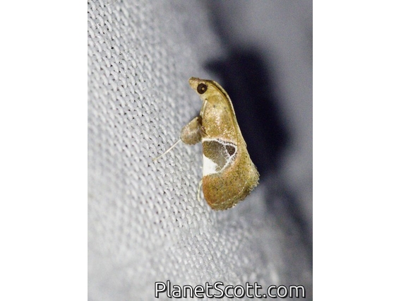 Crambid Snout Moth (Crambidae sp)