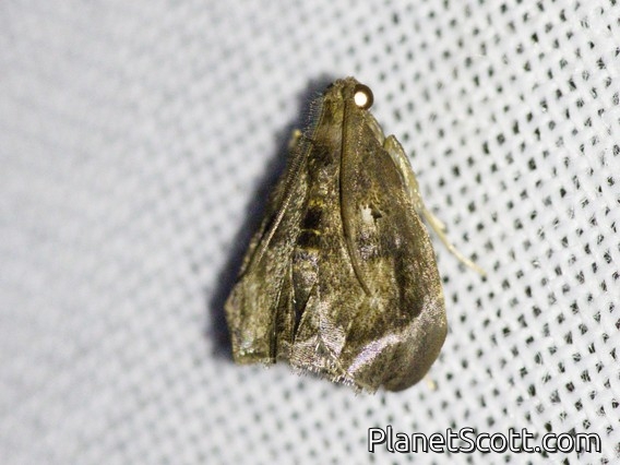 Crambid Snout Moth (Crambidae sp)