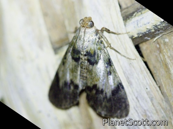 Pyralid Snout Moth (Epipaschiinae sp)