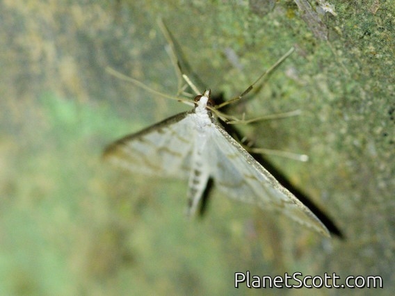 Crambid Snout Moth (Crambidae sp)