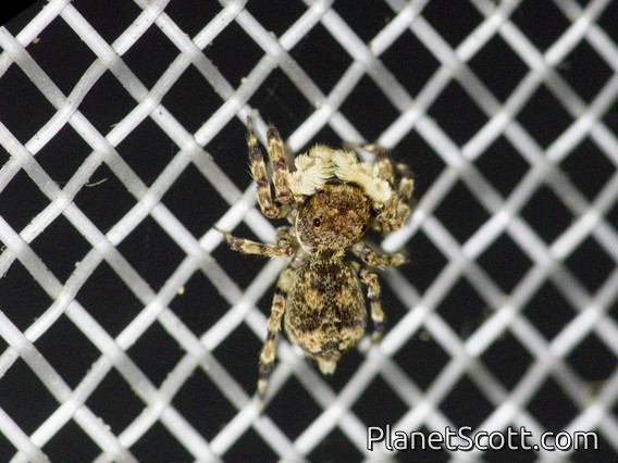 Jumping Spider (Salticidae sp)