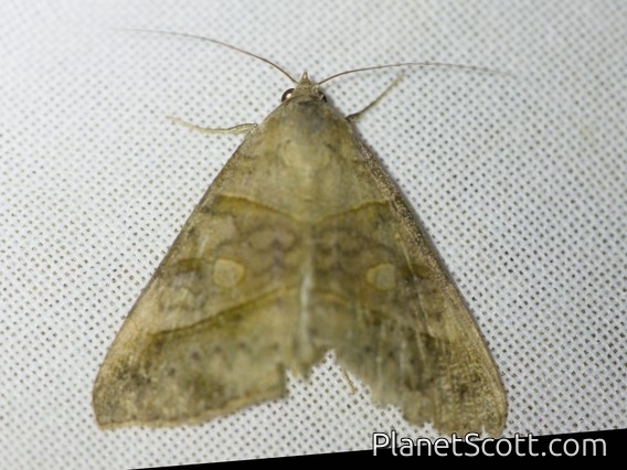 Erebid Moth (Mocis diffluens)