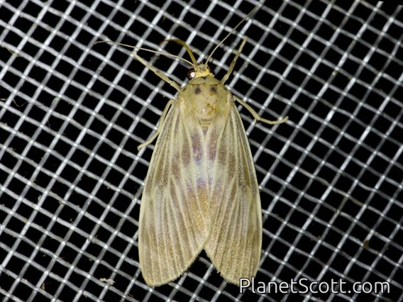 Prominent Moth (Scotura intermedia)