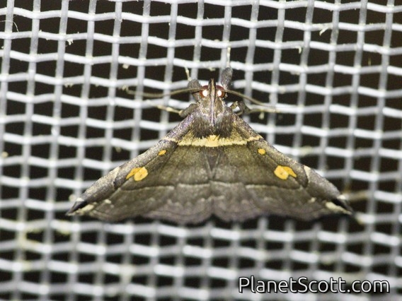 Litter Moth (Salia sp)