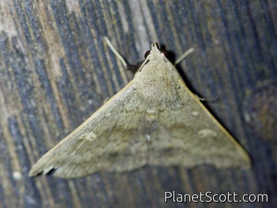 Litter Moth (Erebidae sp)