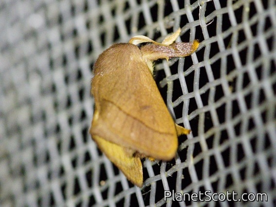 Slug Caterpillar Moth (Talima latescens)