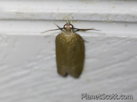 Tufted Moth (Nolidae sp)