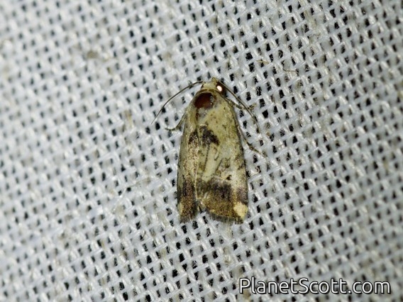 Midget Moth (Elaphria sp)