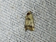 Midget Moth (Elaphria sp)