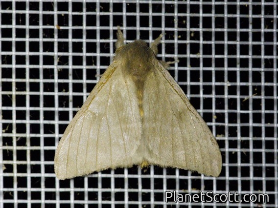 Automeriina Moth (Hylesia metabus)