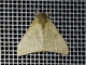Automeriina Moth (Hylesia metabus)