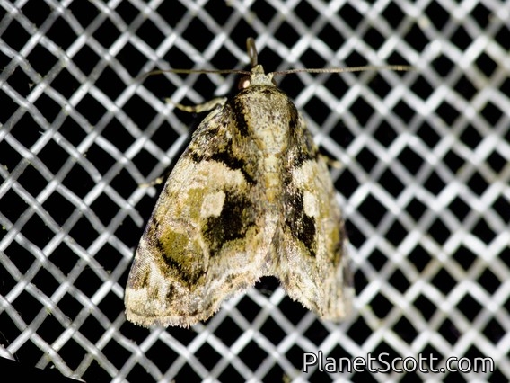 Cutworm Moth (Drobeta sp)