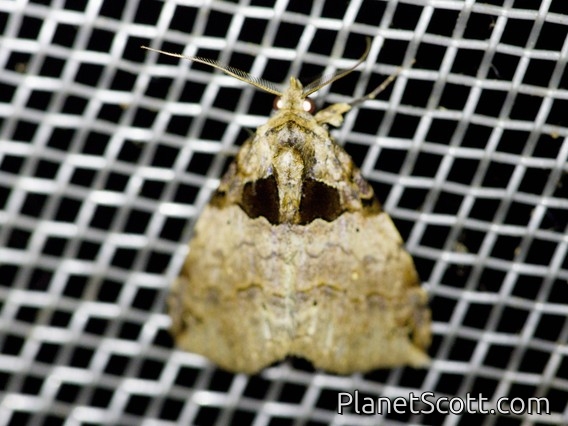 Erebid Moth (Athyrma sp)
