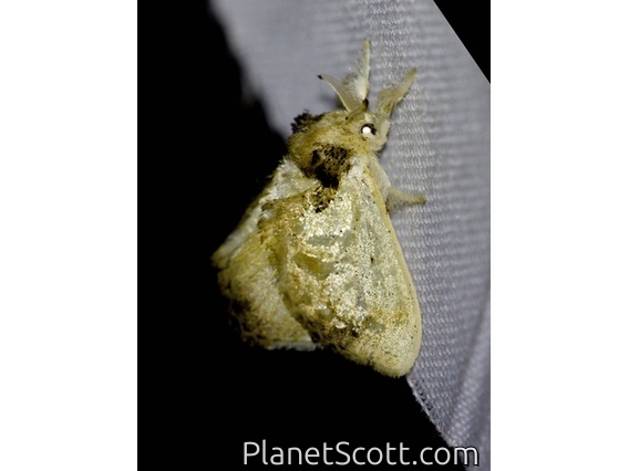 Slug Caterpillar Moth (Minacraga sp)