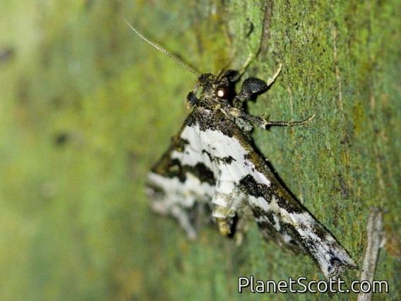 Pyralid Snout Moth (Pyralidae sp)