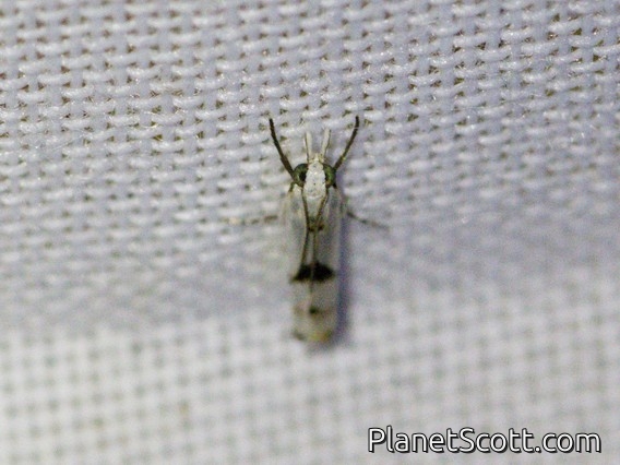 Tortricid Leafroller Moth (Tortricidae sp)