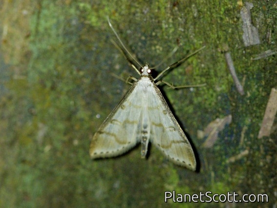 Crambid Snout Moth (Crambidae sp)