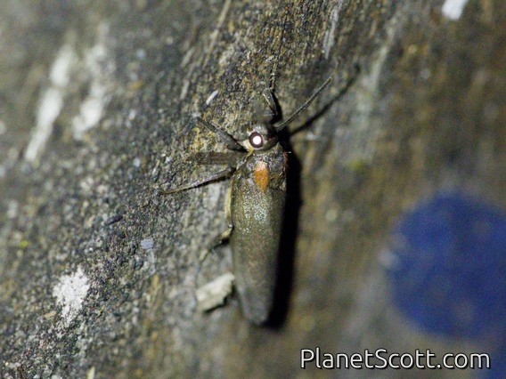 Tufted Moth (Nolidae sp)