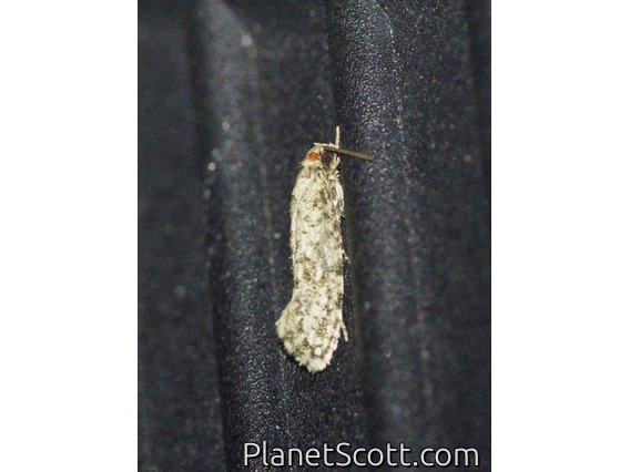 Fungus Moth (Tineidae ap)
