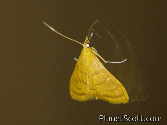 Crambid Snout Moth (Crambidae sp)
