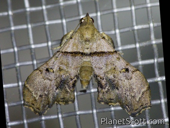 Litter Moth (Salia sp)