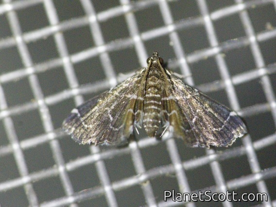 Crambid Snout Moth (Crambidae sp)