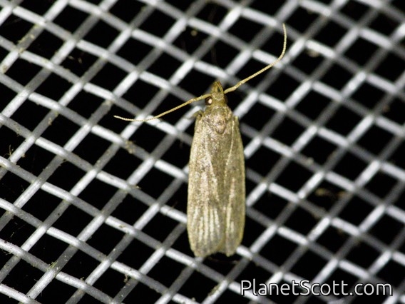 Curved-horn Moth (Gelechioidea sp)