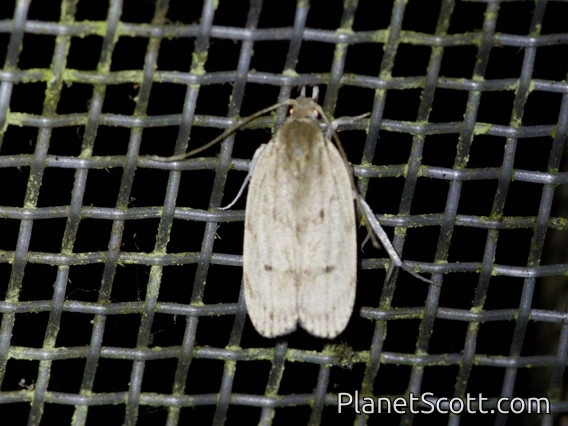 Curved-horn Moth (Gelechioidea sp)