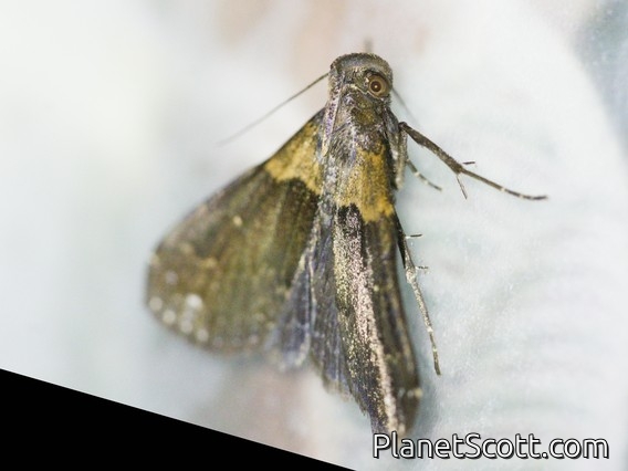 Litter Moth (Herminiinae sp)