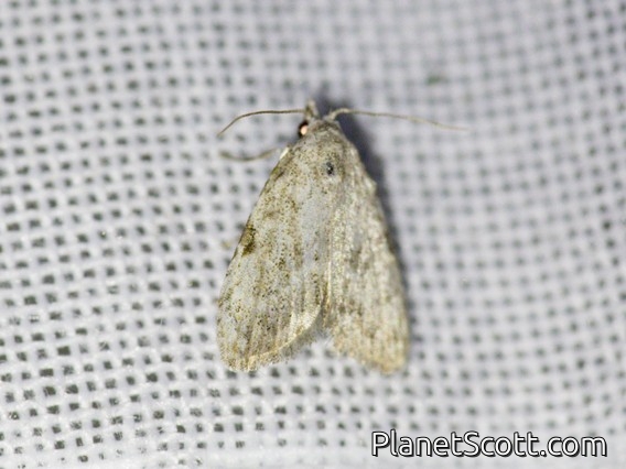 Tufted Moth (Nola sp)